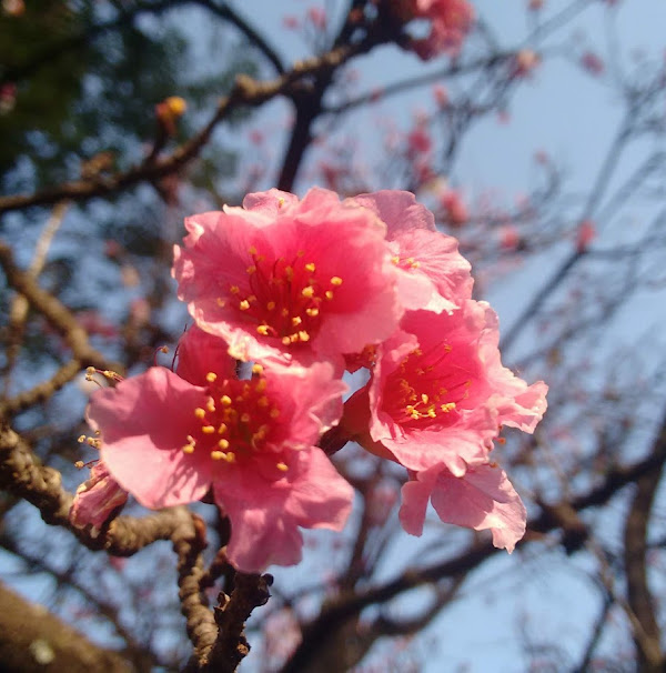 Praça das Cerejeiras Praça das Cerejeiras