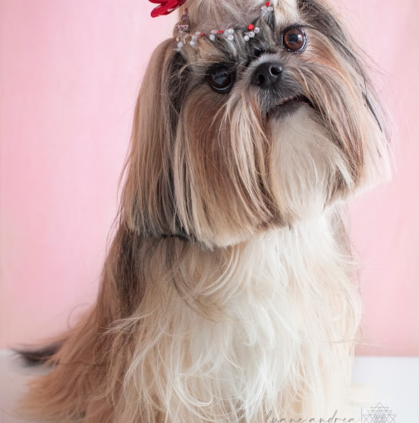 Foto 2 Luane Andréa Photography