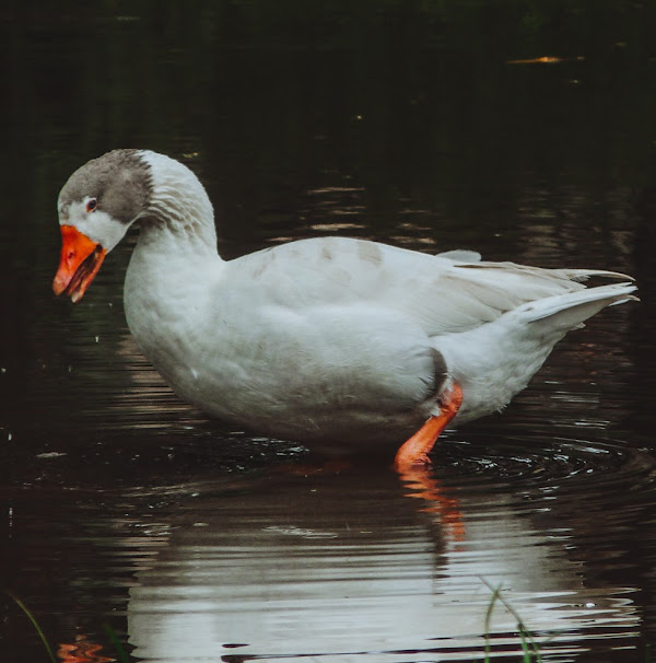 Foto 2 Fapi - Ourinhos