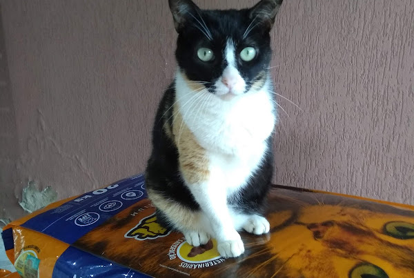 Foto 2 Clinica Veterinária Lobo Guará (Dr. Alcides Leme)