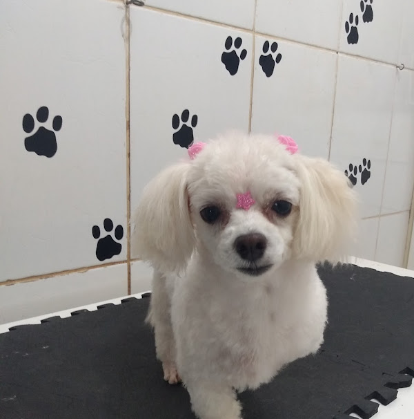 Beautiful Dog/ Banho e Tosa da Ruth Beautiful Dog/ Banho e Tosa da Ruth