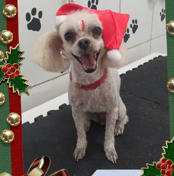 Foto 1 Beautiful Dog/ Banho e Tosa da Ruth