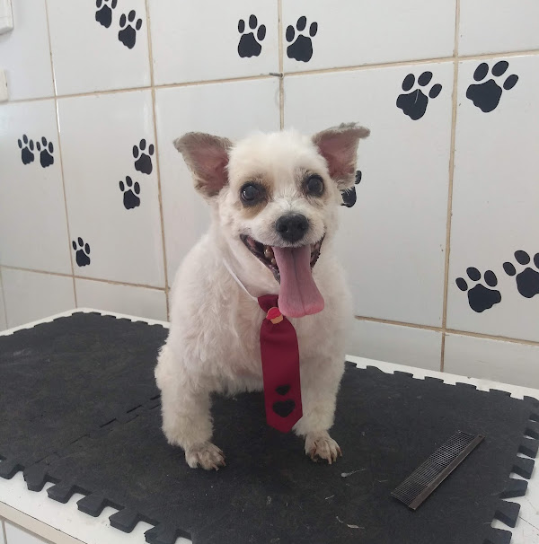 Foto 2 Beautiful Dog/ Banho e Tosa da Ruth