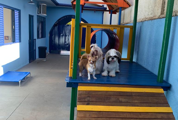 Foto 1 Vila do Chico - Centro de Cuidados e Convivência para Cães