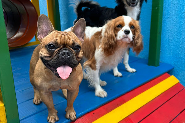 Foto 2 Vila do Chico - Centro de Cuidados e Convivência para Cães