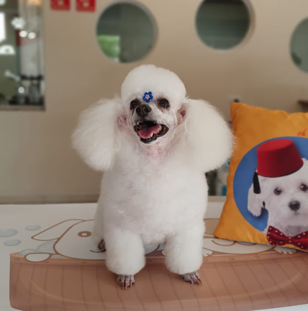 Foto 2 Sonia Pet Foto 2 Sonia Pet