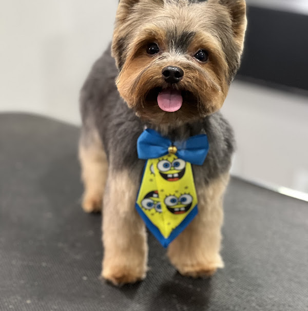 Foto 1 Demais pet , banho & tosa