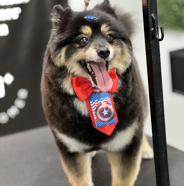 Foto 2 Demais pet , banho & tosa