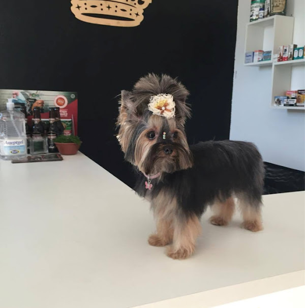 Foto 2 Pet Nobre Ourinhos