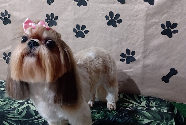 Foto 1 Pet shop dog+