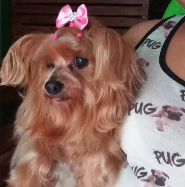 Foto 2 Pet shop dog+ Foto 2 Pet shop dog+