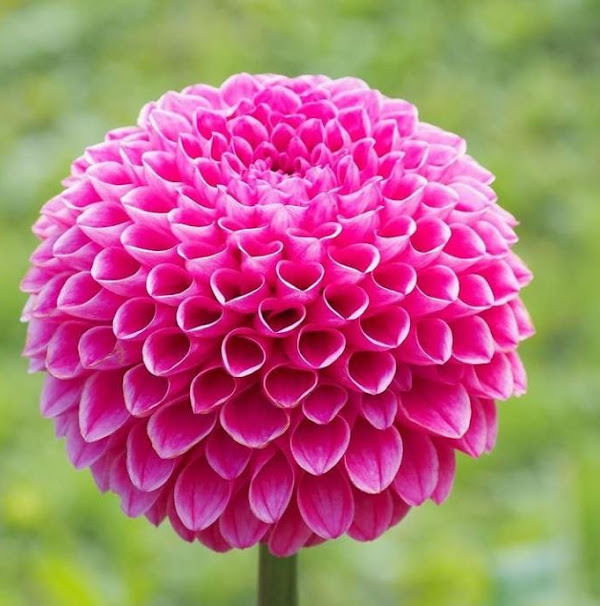 Foto 1 Quintal Encantado