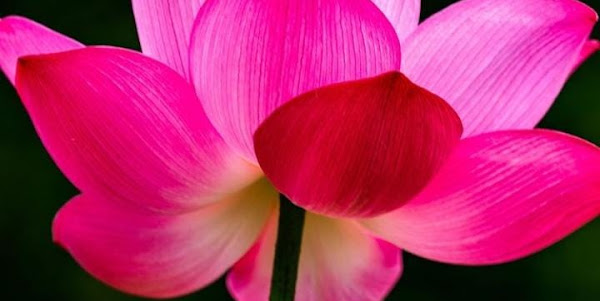 Foto 2 Quintal Encantado