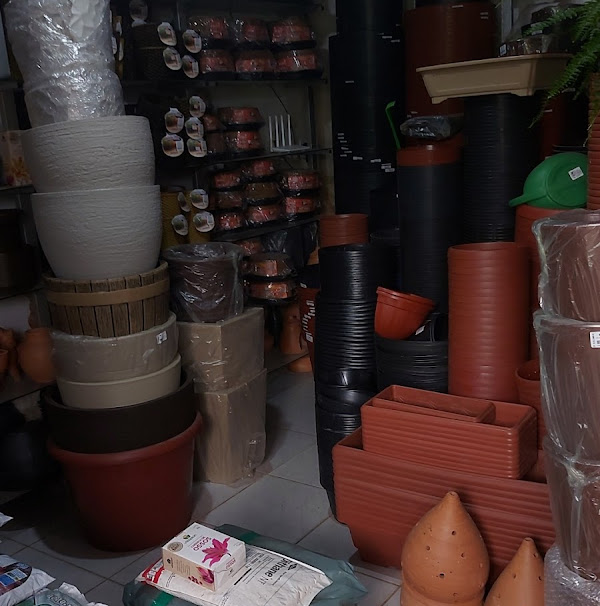 Foto 2 Bebeto Plantas