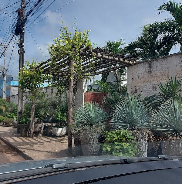 Foto 3 Bebeto Plantas