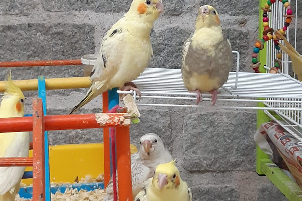 Foto 2 Mundo Animal Agropet