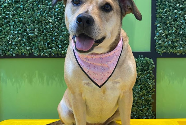 Foto 1 Pet Colosso Banho e Tosa