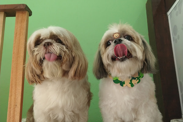 Foto 2 Pet Colosso Banho e Tosa