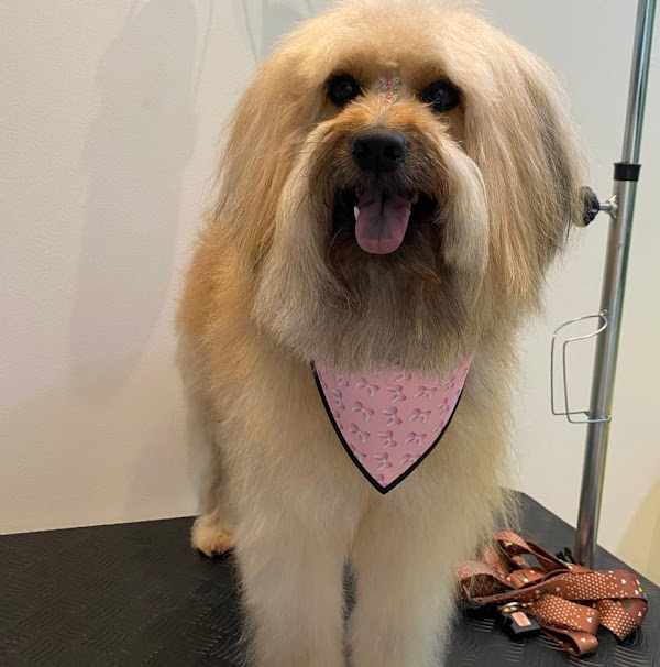 Foto 3 Pet Colosso Banho e Tosa