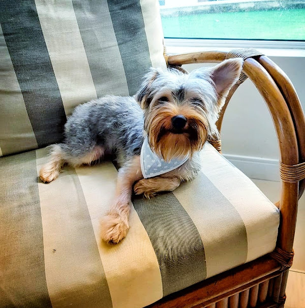 Foto 4 Pet Colosso Banho e Tosa Foto 4 Pet Colosso Banho e Tosa