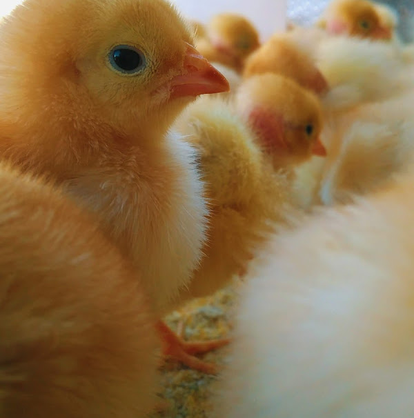 Foto 1 Casa das rações