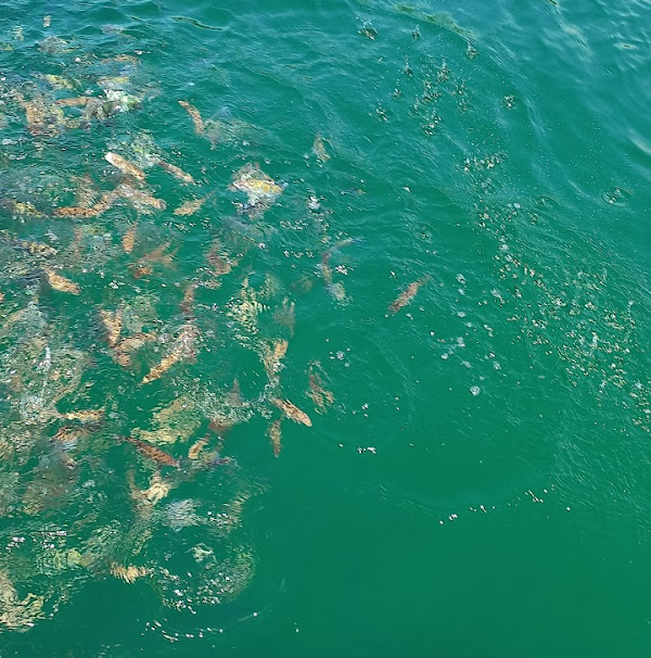 Foto 3 Kaimares Turismo