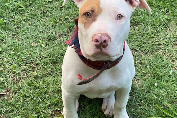 Misael Fragoso Adestrador