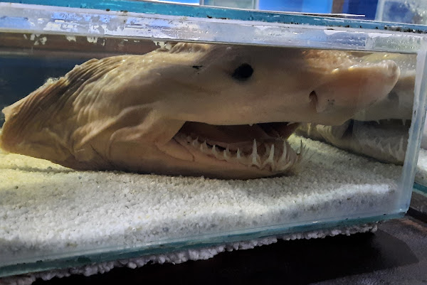 Foto 1 Aqualoja - Aquário de Ubatuba