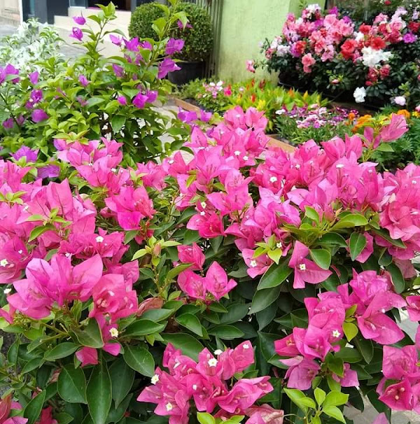 Foto 3 Floricultura Casa e Jardim flores