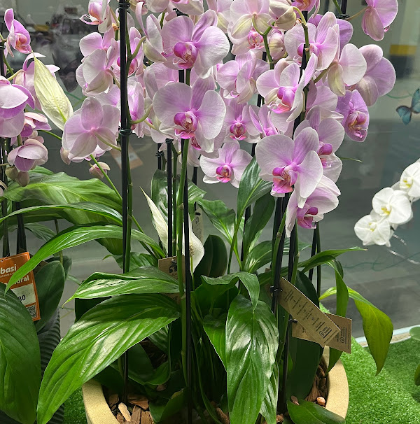 Foto 3 Pico do Frade Foto 3 Pico do Frade