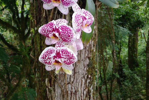 Foto 1 Chácara Granfino