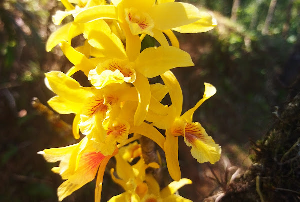 Vivenda Nosso Sonho Vivenda Nosso Sonho