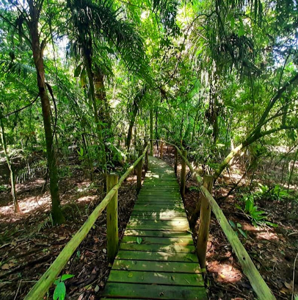 Foto 1 Trilhas do guaiamum