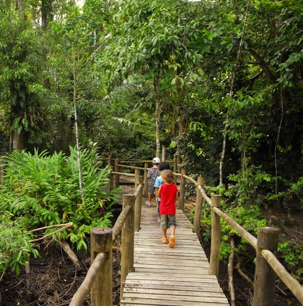 Foto 2 Trilhas do guaiamum