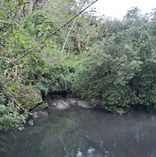Manguezal na Foz do Rio Acaraú