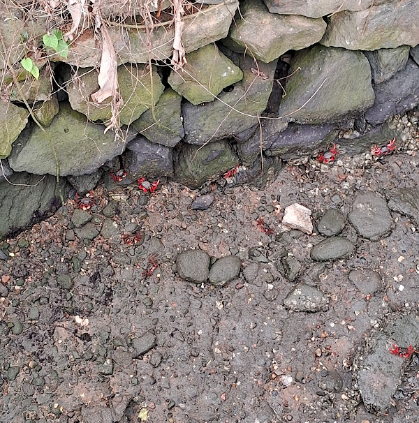 Foto 1 Manguezal na Foz do Rio Acaraú