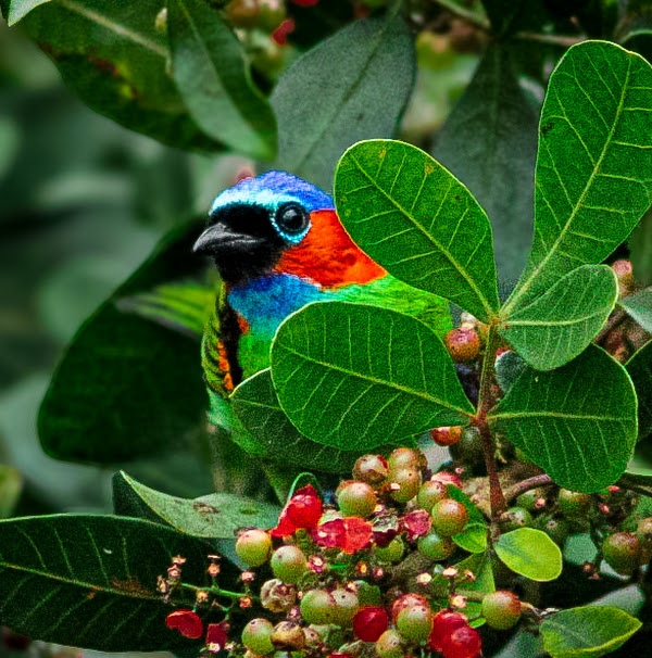 Foto 3 Trilha Praia do Cedrinho Foto 3 Trilha Praia do Cedrinho