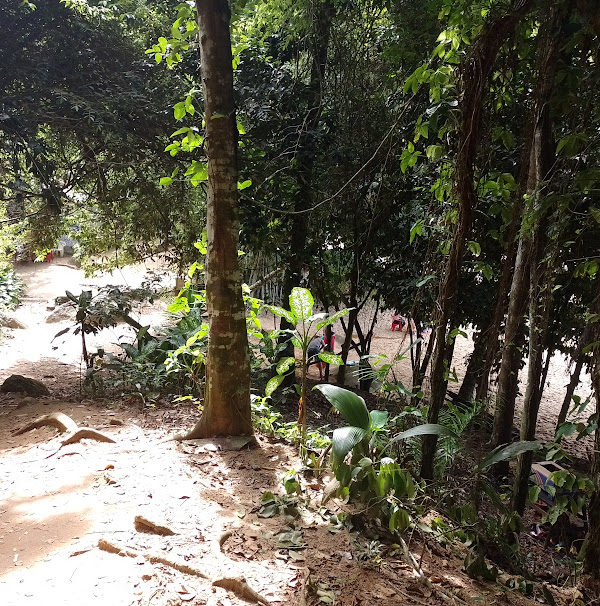 Foto 3 Praia do cedro