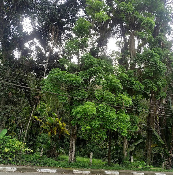 Foto 1 Instituto Florestal do Horto