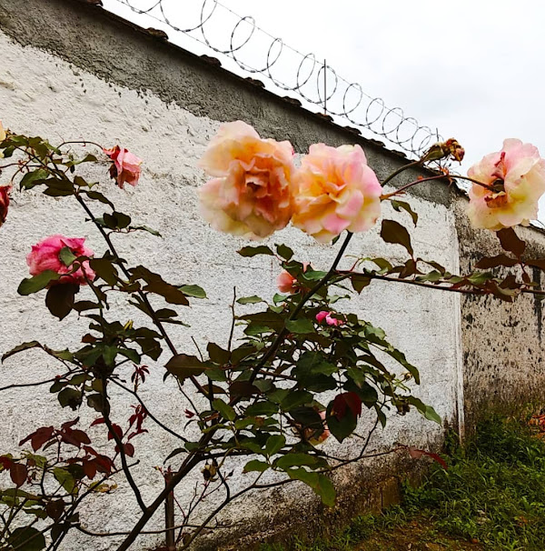 Foto 3 Olho Nu Produções Fotográficas Foto 3 Olho Nu Produções Fotográficas