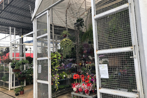 Foto 2 Floricultura PKE Plantas e Flores