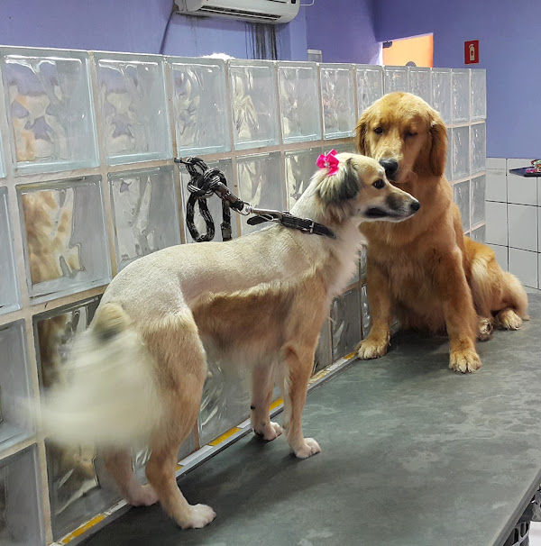 Foto 2 Nippon Pet Center Veterinário Banho e Tosa