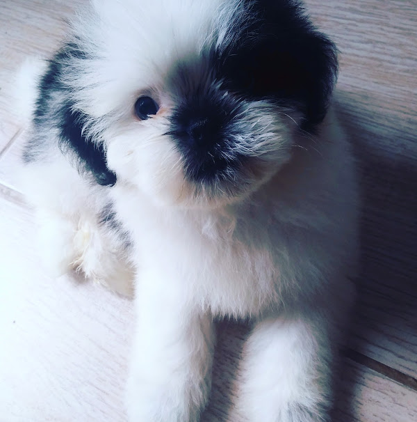 Foto 2 Clínica Veterinária Cardiovet