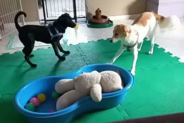 Foto 1 CuidaDo Pet Hospedagem e Creche Canina