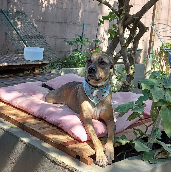 Foto 2 CuidaDo Pet Hospedagem e Creche Canina Foto 2 CuidaDo Pet Hospedagem e Creche Canina