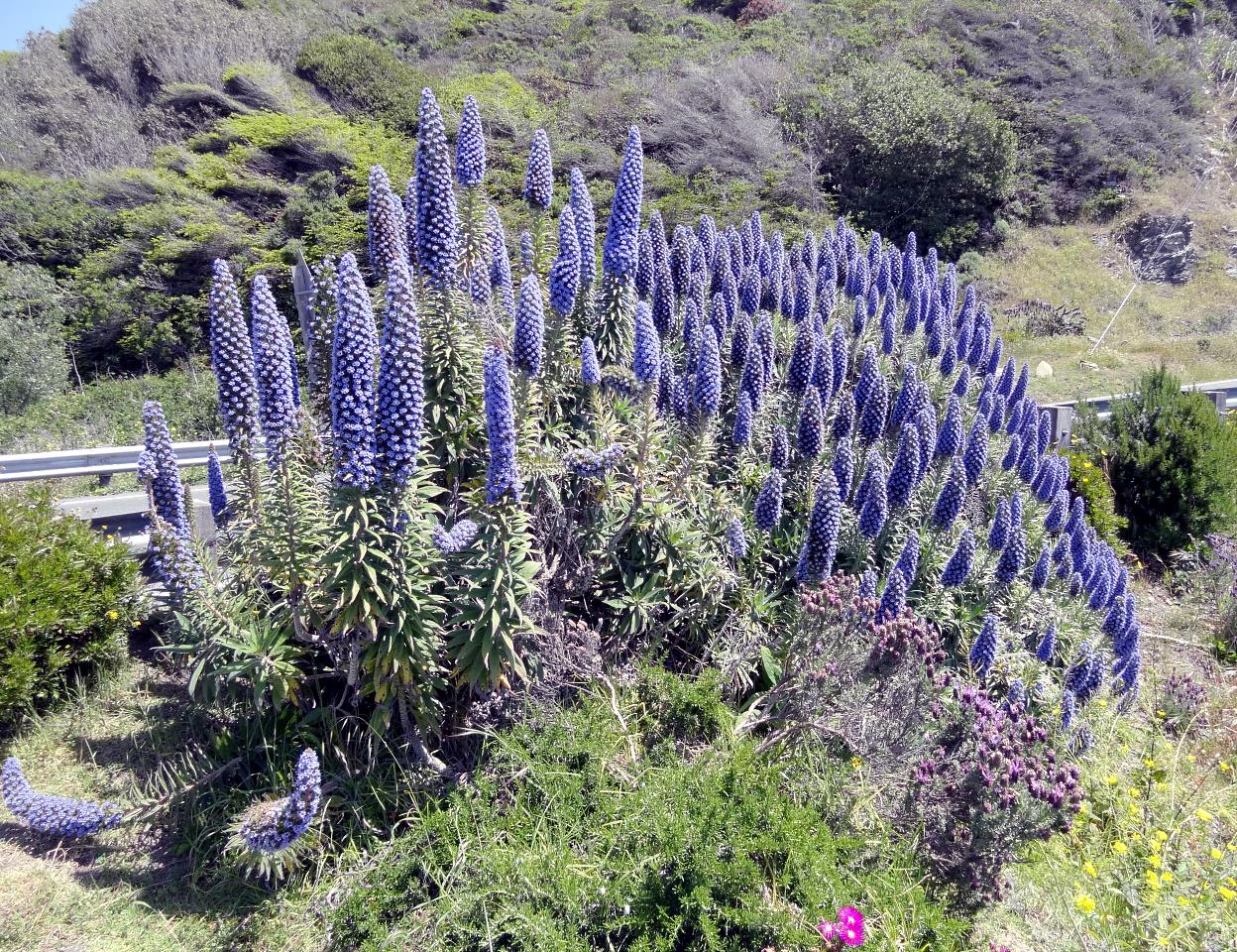 Lupin Lupin Lupin