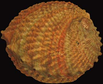 Pink Abalone Shell